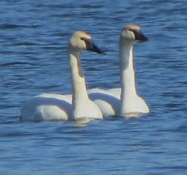 Trumpeter Swans at Wyandotte County Lake 2_8_2015